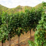 2008F 040 Ahr-Rhein-PB